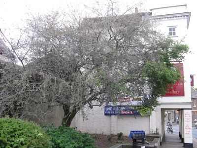 Spindle Tree in 2009