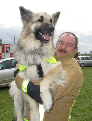 Search and Rescue Dog