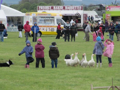 Sheep Dogs with Geese
