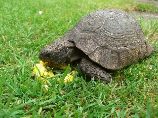Missing Tortoise