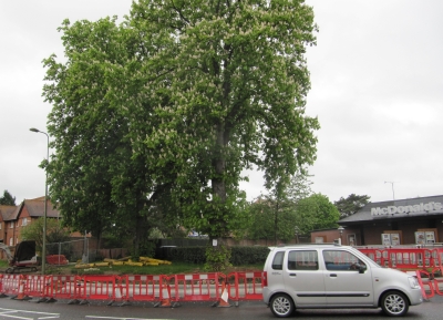 horse chestnut trees