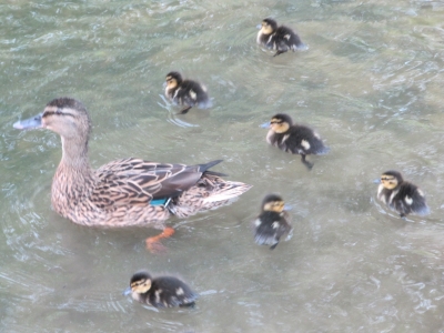 Ducklings