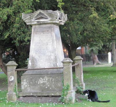 Churchyard Cat