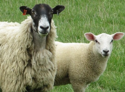 Sheep and Lamb 1