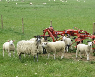 Sheep and Lamb 2