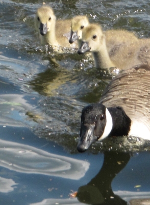 Geese