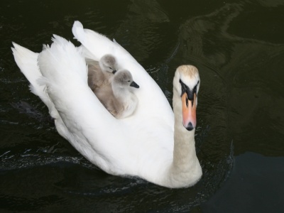 Swan with two young on back 