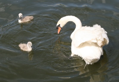 Swans collecting her young 
