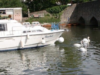 Swans on River Thames getting out of way of boat