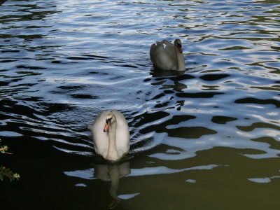Swans going under Abingdon Bridge 