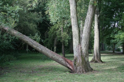 Fallen Trees