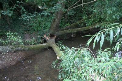 Fallen Trees