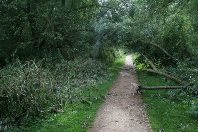 Fallen Trees