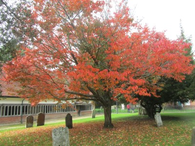 Autumn Leaves