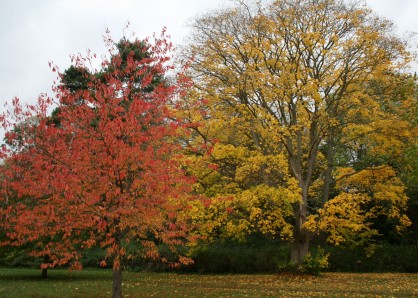 More Autumn Leaves