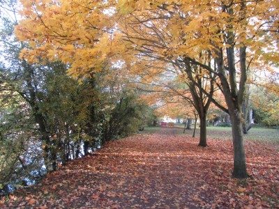 More Autumn Leaves