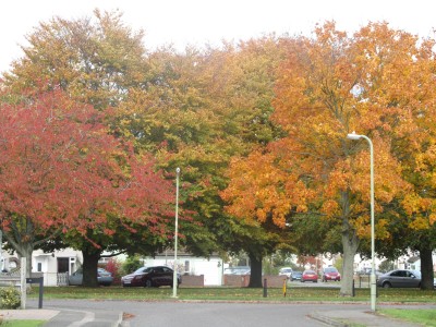 More Autumn Leaves