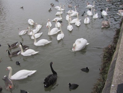 Black Swan Outnumbered