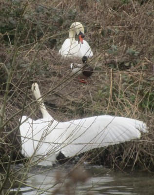 Swans Last Week