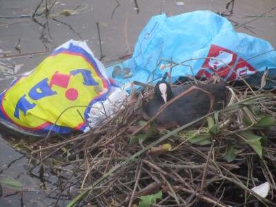Coots Nest