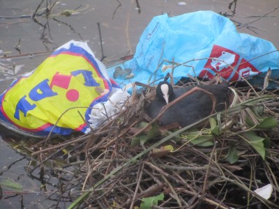 Coots Nest