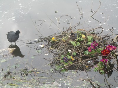 Coots Nest