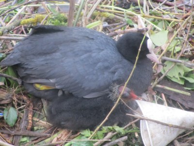 Coots Nest