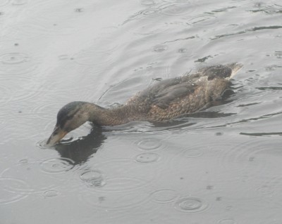 Rainy Day
