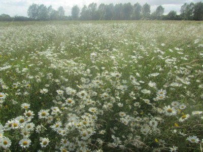 Ox Eye Daisies