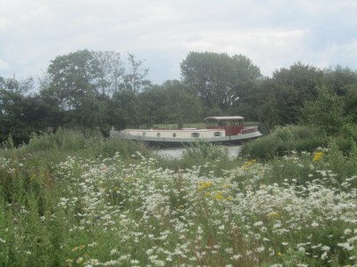 Ox Eye Daisies