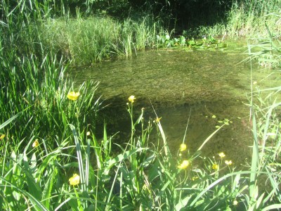 Abbey Fish Ponds