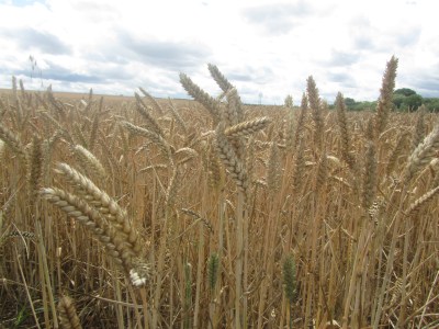 Fields of Wheat and Barley