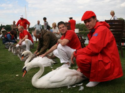 Swan Upping