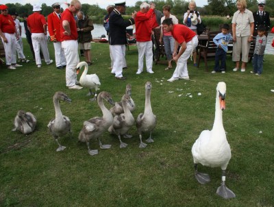 Swan Upping