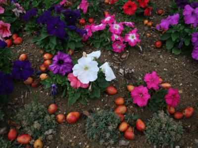 Abingdon in Bloom