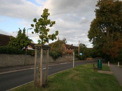 A young tree needs protection