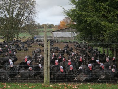 Turkey Tesco Combo