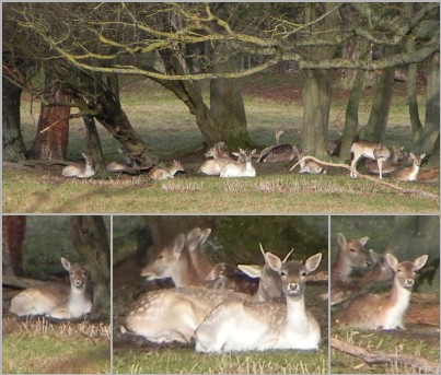 Deer near Radley Lakes