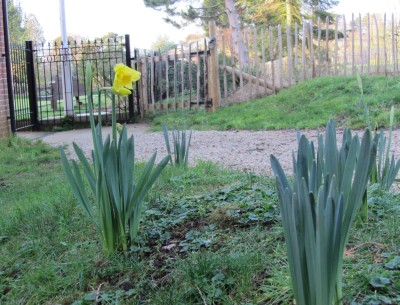 First Daffodil