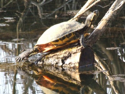 Ninja Turtle at Radley Lakes