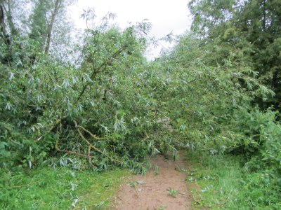 Trees after the Storms