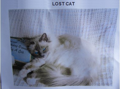 Lost and Found Cat