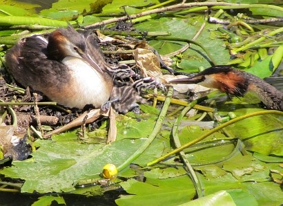 Grebe Family