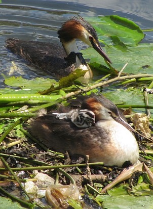 Grebe Family