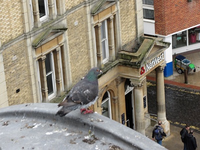 Pigeons instead