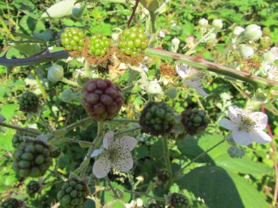 Harvest Time