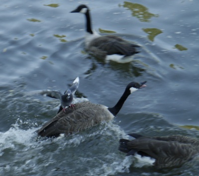 Abingdon Pigeon Discovers GooSki