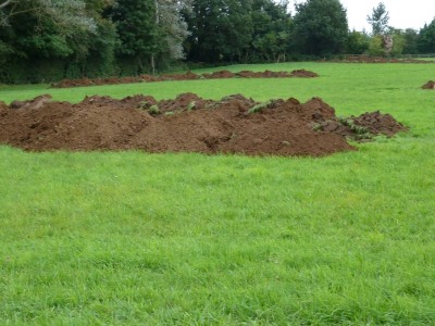 Moles