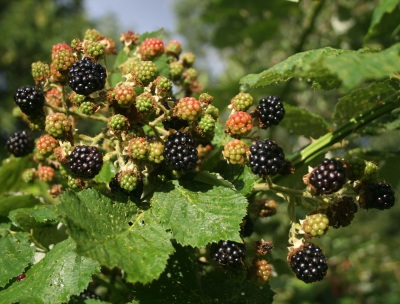 Blackberries just out of reach