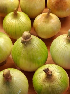 Abingdon Horticultural Society's Autumn Show